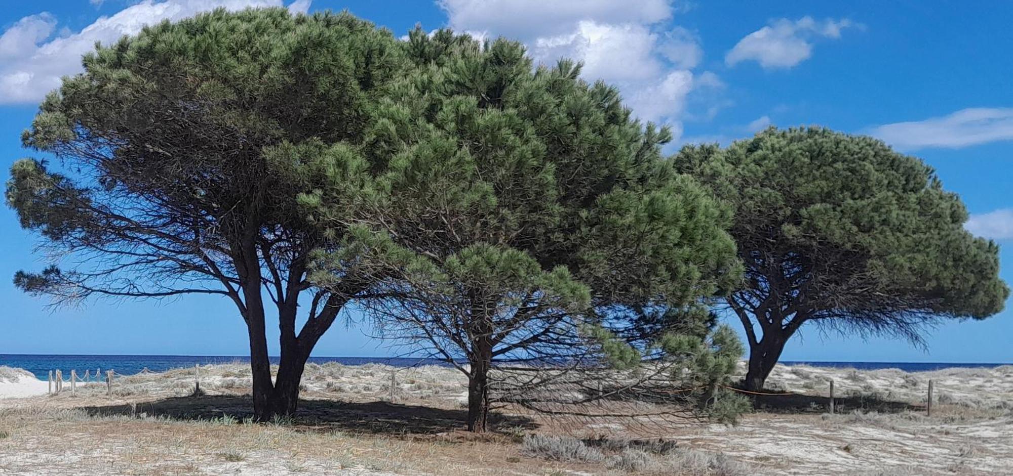 Resort Abbaia Ba Budoni Exterior photo